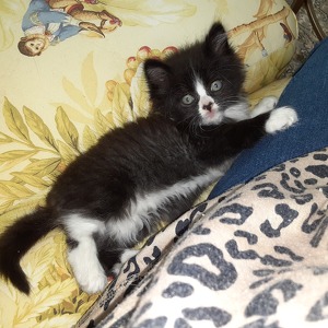 Fundraising Page: Pat White